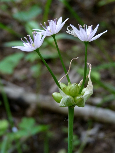{Allium canadense}